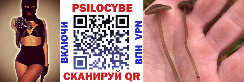 Псилоцибиновые грибы Psilocybine cubensis  Купить закладки  Калуга 